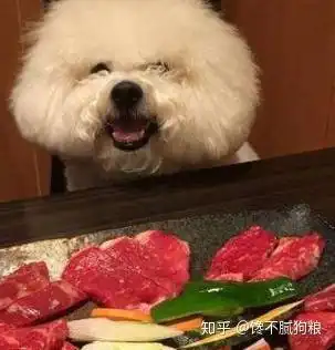 比熊犬最爱吃什么