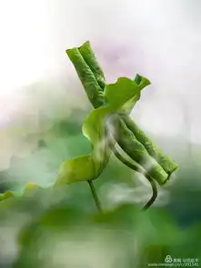 跟着镜头赏荷花,一起感受赣南石城通天寨景区的夏日柔情