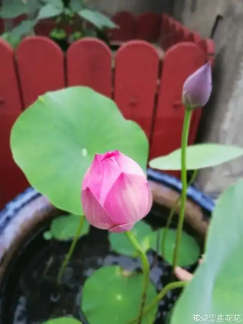 莲花配仲夏,这3种莲养好了,盆内开满花