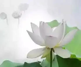 这是荷花定律领悟后,效果惊人