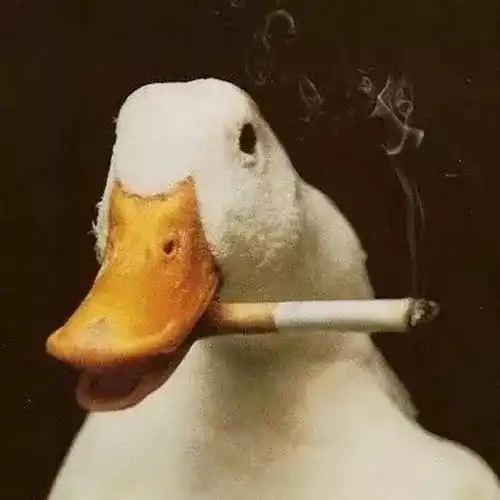 玫瑰还能叫豪者你还有多少惊喜是我不知道的