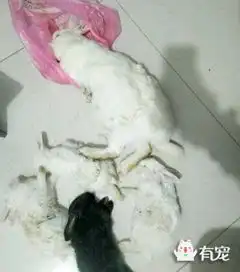 邻居家刚出生的兔子竟让二哈祸害致死