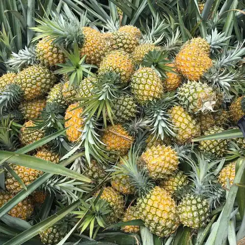 云南香水小菠萝批发超甜1新鲜当季水果大菠萝凤梨整箱