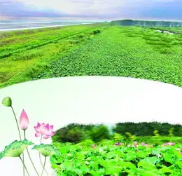 邵伯湖西岸湿地藏千米天然荷塘