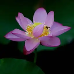 2015石城莲花