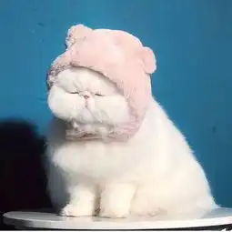 超级可爱的大脸猫,这脸长得太像屁股了