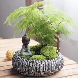 家中摆上这几种寓意富贵的植物,招财又能净化空气还吉利