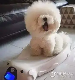 一颗会动的棉花糖,简直太萌辣