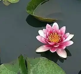 测试一个超长简介的文章
