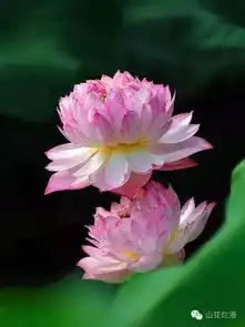 荷香满溢,仲夏莲花娉婷开