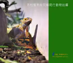 另一种爱芳村街另类爬行动物拍摄9