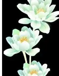 混沌海里的白莲花