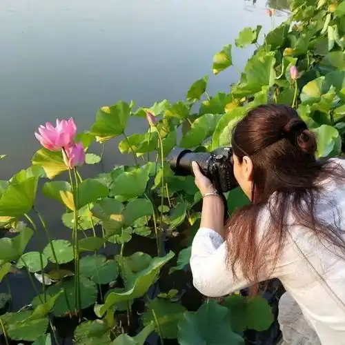 花卉摄影洛阳入夏,正是莲花盛开的季节