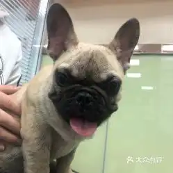 电话,地址,价格,营业时间北京宠物