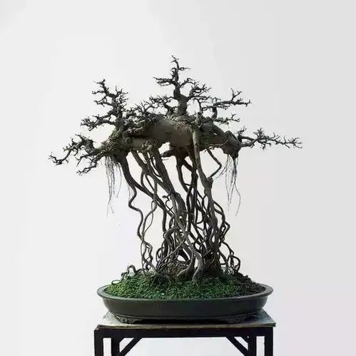 盆景中的禅意