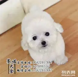 极品比熊在这里优惠纯种和健康cku认证犬业