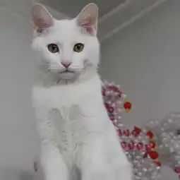 高萌来袭真小奶猫小奶狗毛孩子的童年有多奶