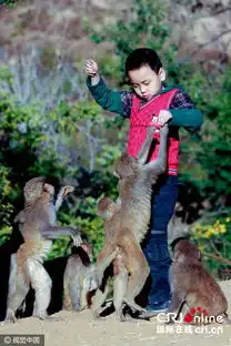 引猴入村搞旅游失败