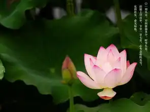 学诚法师爱什么就被什么锁住
