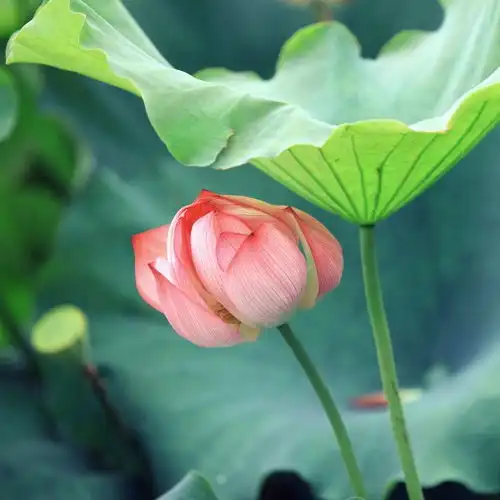 端午节起财星助力,事业有伯乐,幸运滚滚来,四属相如愿实现目标
