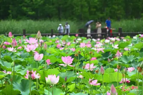 夏至荷花美
