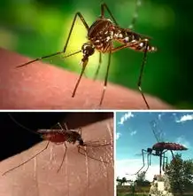 盘点动物界10大恐怖吸血鬼