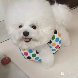 猜猜这个圆乎乎的东西是啥是棉花糖还是毛球