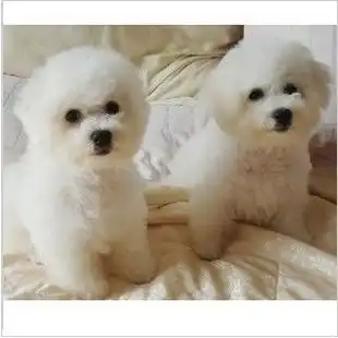 杭州哪里能买到比熊幼犬杭州比熊出售多少钱杭州哪里出售好品相比熊幼犬