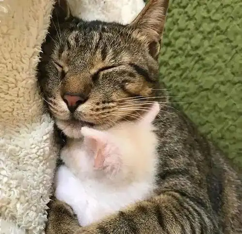 大猫爱上小奶猫,最萌体型差让铲屎官扎心了
