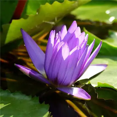 测试一个超长简介的文章