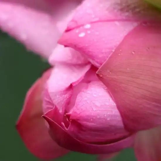 听说夏雨荷来金山了,美翻整个夏天