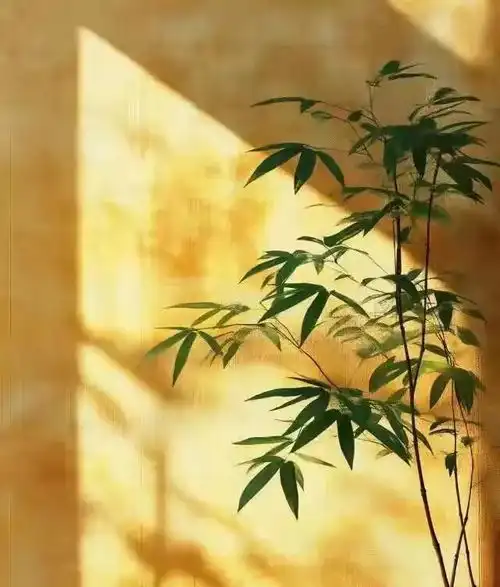 2025最旺自己的玄学能量头像