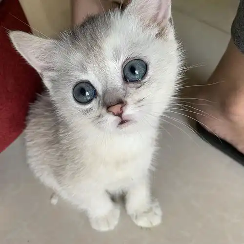 救命啊奶萌小奶猫怎么才俩月就变成油腻大叔了