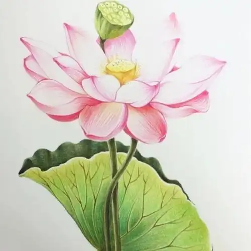 荷花头像图案