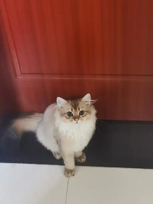 猫舍接了只金渐层,感觉被割韭菜了