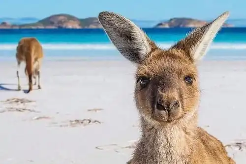 袋鼠岛重新向游客开放,期待旅游业尽快恢复