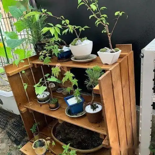 适合雅室的禅意小盆景奢华易得品位难求