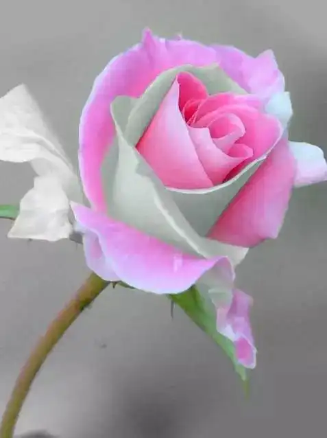测试一个超长简介的文章