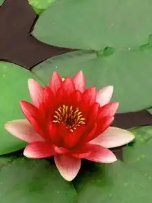 七色水芙蓉,美到极致