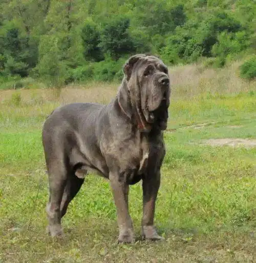 70多种犬只图欣赏