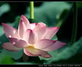 深圳洪湖公园的荷花专辑第4页hb59