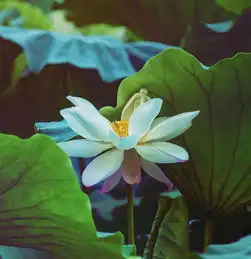 测试一个超长简介的文章