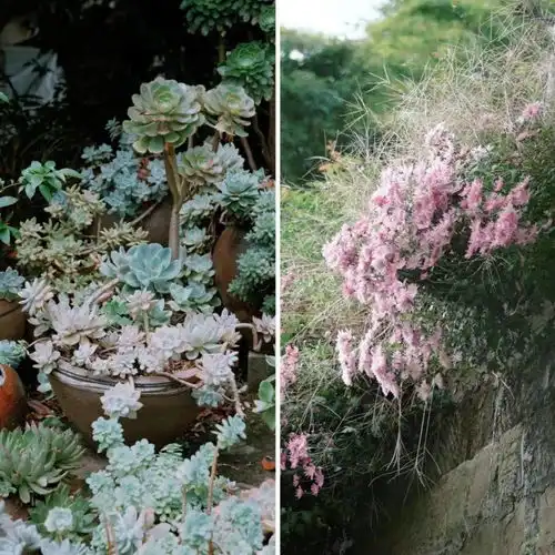 78岁重庆爷爷造童话小屋整座山都是花园