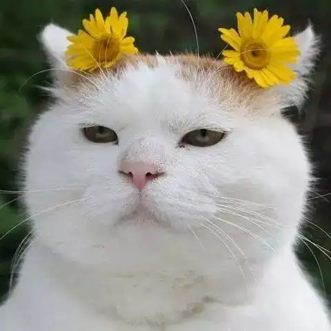 猫咪配上花太美了,等等最后这只有点可爱