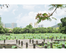 热荐终于等到了深圳洪湖公园百亩荷花开了美到手机内存不够用