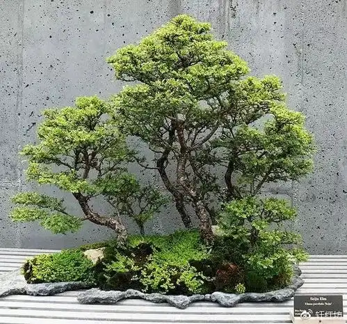 禅意的苔藓盆景