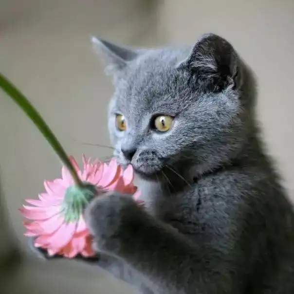 猫咪和花朵,好迷人