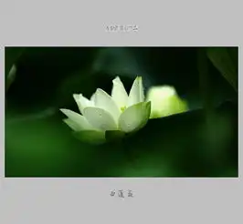 白莲花