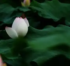 夏日的荷花睡莲