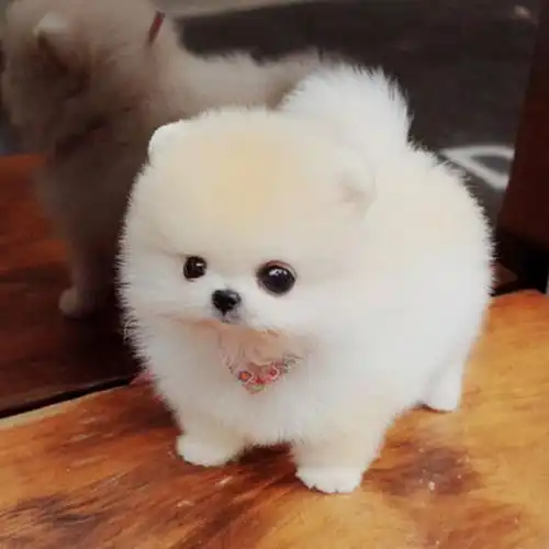 图资阳出售纯种比熊幼犬棉花糖比熊资阳宠物狗资阳列表网